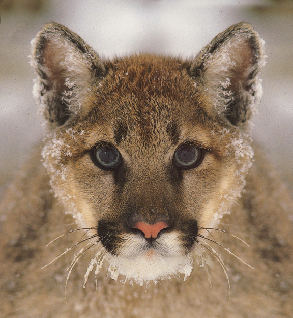 Cougar Cub3