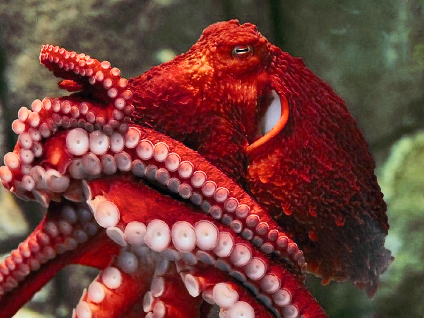 Octopus2 Monterey Bay Aq