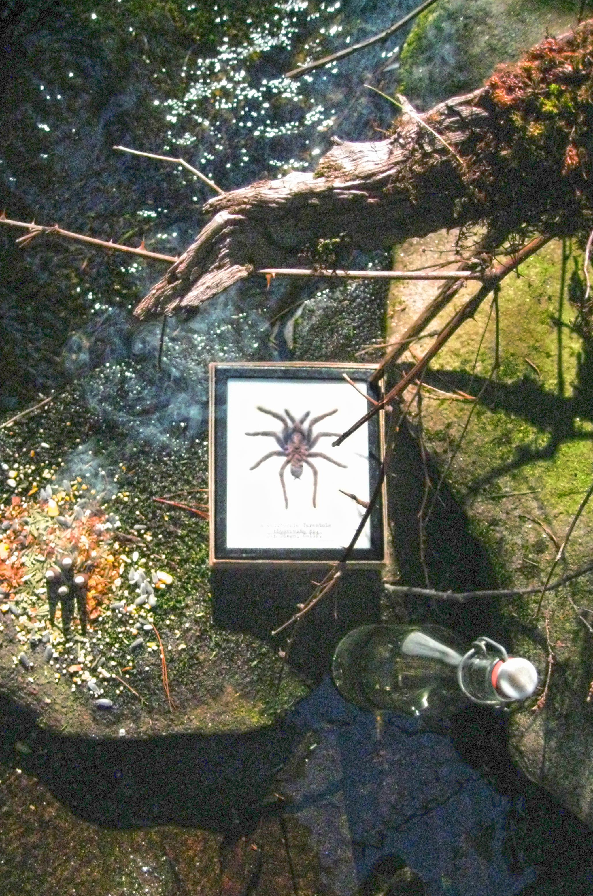Spider Offering