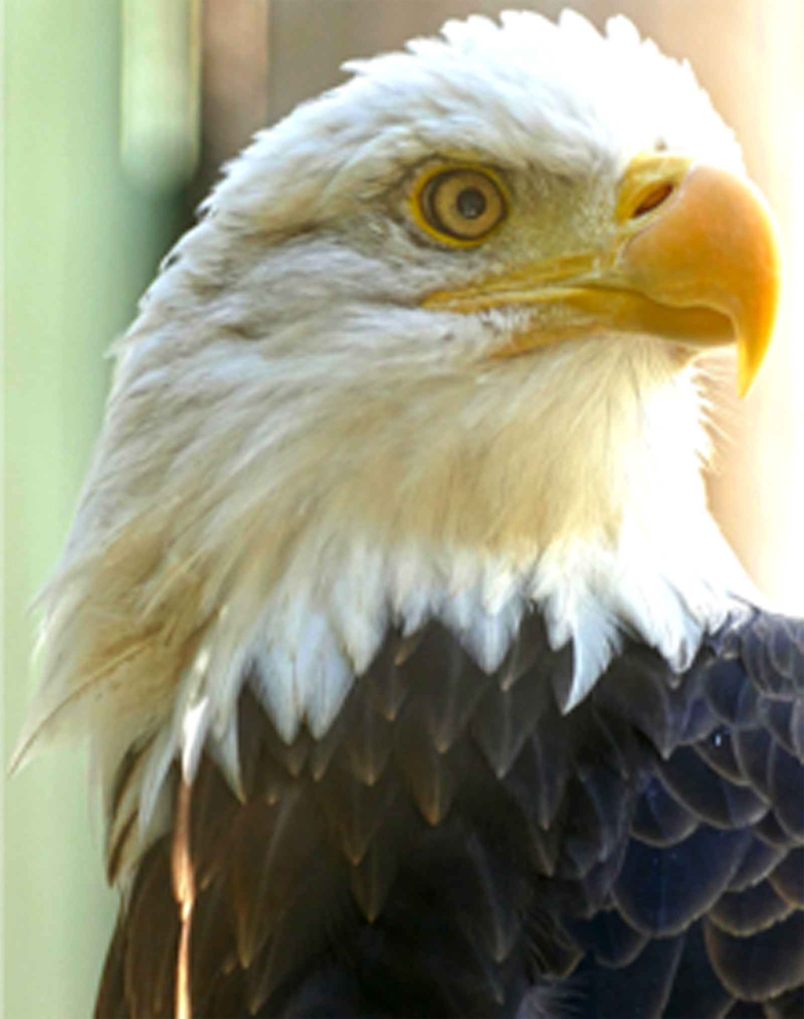 Eagle1